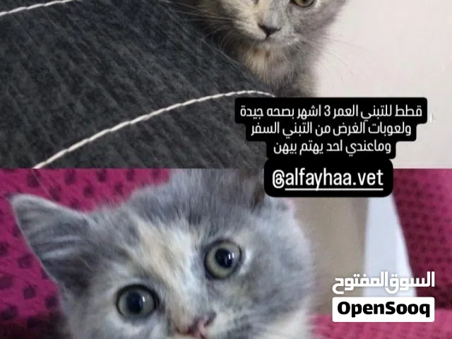 قطط للتبني بصحه جيده