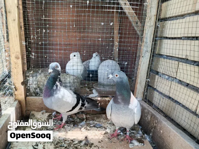 زوج زواجل محلقات 2026