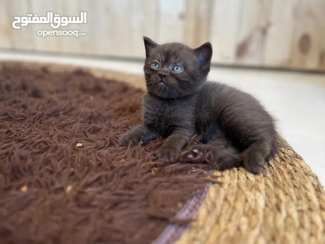 Scottishfold scottish straight kittens