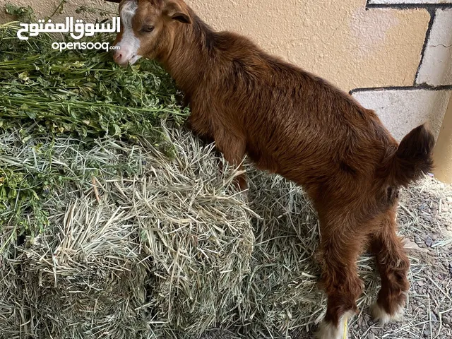 شاه مكس بين جامودي وسعيدي