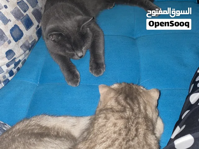 قطط للتبني