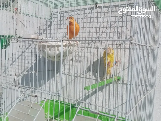 متاح جيبوس