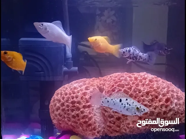 حوض سمك بالسمك بالمستلزمات بتاعته كلها