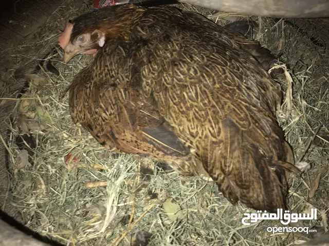 دجاجة گافه للبيع