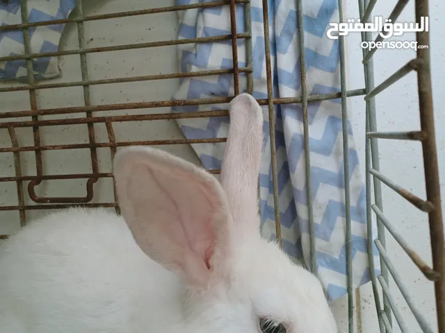 Cute Rabbits! only for 7.5 bhd. Price is negotiable ALSO DELIVER IS DONE FOR YOU!