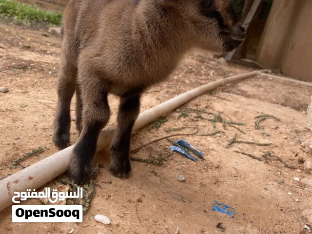 عنز لبيع مشالله