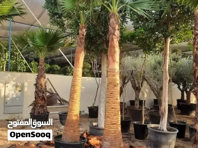 Washingtonia _ نخلة واشنطونيا