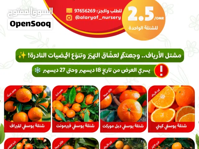 عرض شتلات وأشجار الحمضيات - البرتقال - الليمون - ليمون غزير الاثمار يوسفي المندرين - برتقال سكري