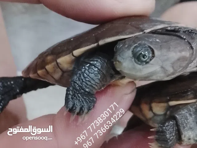 السلحفاة الأفريقية ذات الرقبة الجانبية  - African Sideneck Turtle - تعيش داخل و خارج الماء