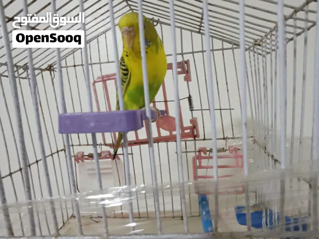 طيره حب باجي استرالي مع القفص