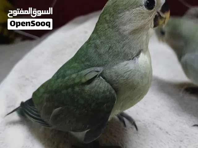 فرخ لوف بيرد لون مميز متعلم هدد نهاية غر