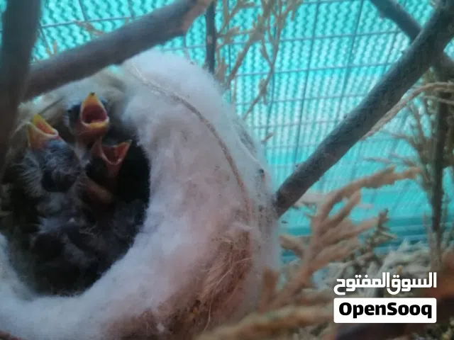 عش حساسين للزق اليدوي