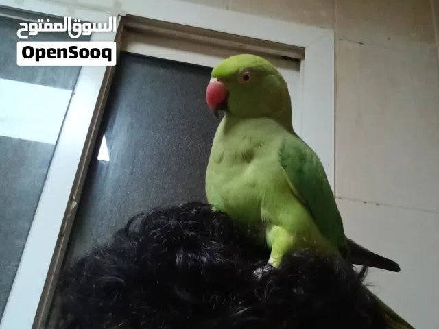 2اتنين ببغاء الدرة زوج اليف و بيحكي  و لعوب