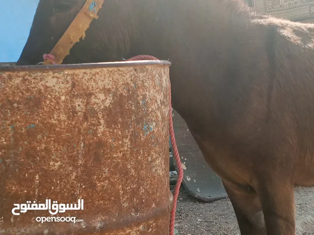 حماره عمره ثلاث سنوات معه كره قطعه نضيفه