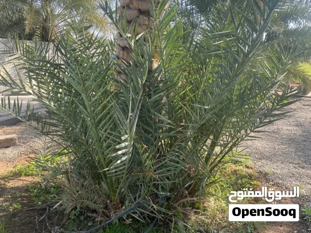 صرم بونارنجه ونشو الخرماء للبيع