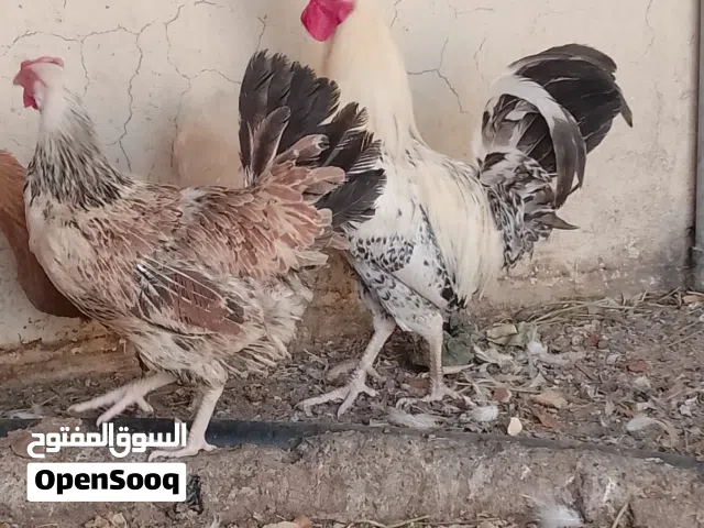دجاج بياض للبيع