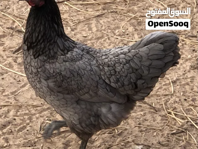 دجاج استرالاوب للبيع حاجه نظيفه