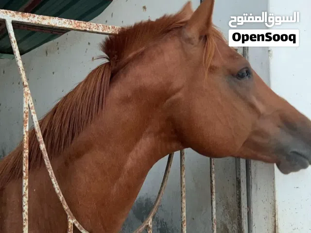 خيل عربي أصيل