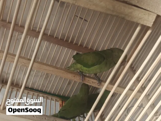 طيور دره عمر 4 اشهر ونصتفاصيل ب كابشن
