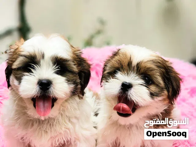 Male Shihtzu Puppies, 50 Days Old