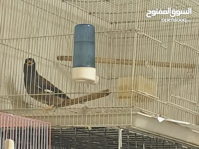 مجموعة حلو وصعبة