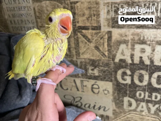ببغاء درة الهندي عمر شهرين وشوي متعود علي الشرنجه