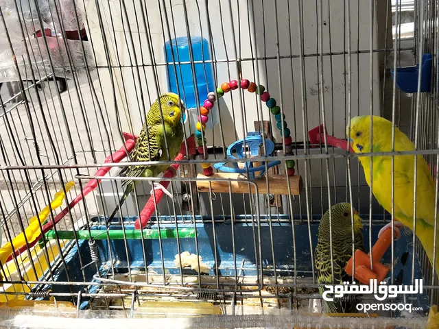 طيور حب نخب شغالات مع فرخ