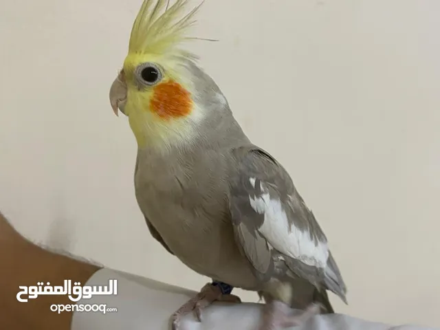 cocktail male fully friendly health and active no bitting playfull bird