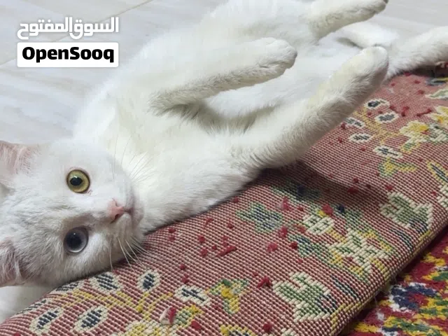 انثى قطة للبيع بيضاء اللون و نشيطة جداً سبب البيع لعدم التفرغ عمرها اقل السنة كاملة اللقاحات
