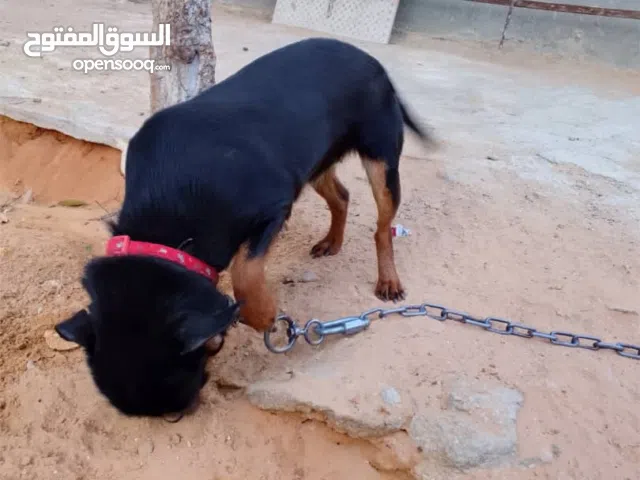 شيواوا  1000دينار وقابل لنقاش