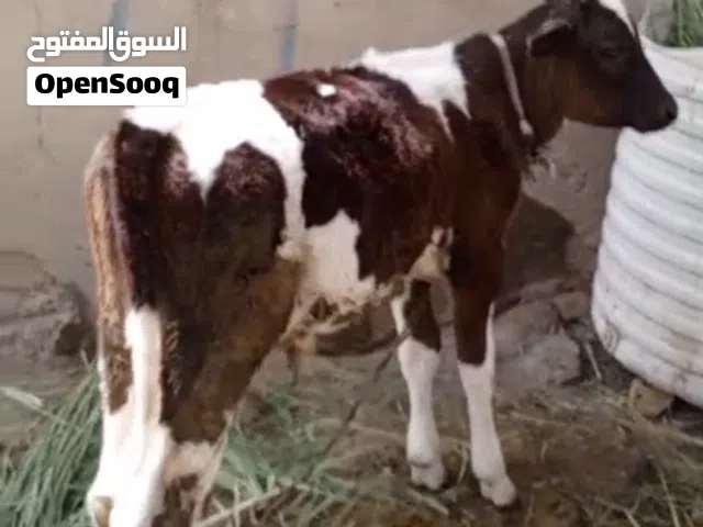 هايشه استرالي اصل هيا وعجلها للبيع