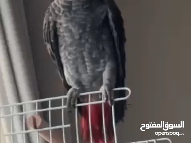 كاسكو متكلم