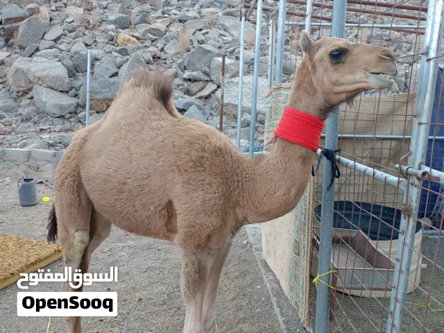 للبيع  بكره مزاينه