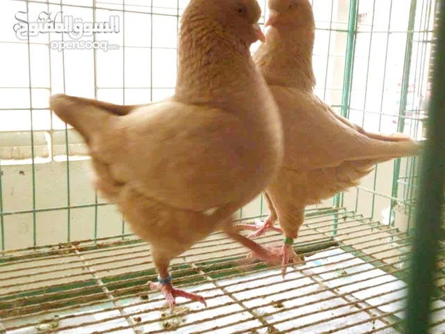 yellow King pigeon for sale... breeding pair