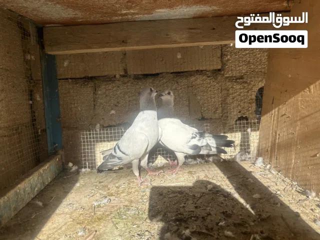 جوز شفر شغال