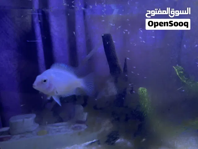 Healthy polar blue and polar Snow White fish for sale