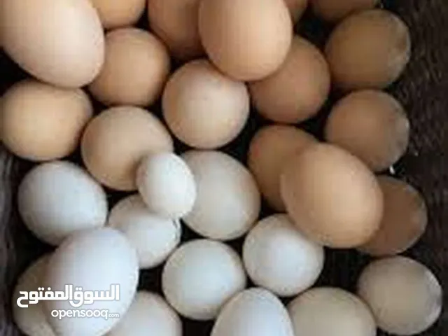بيض حبش مكفول 75 قرش وبيض براهما حجم جامبو مكفول75 قرش