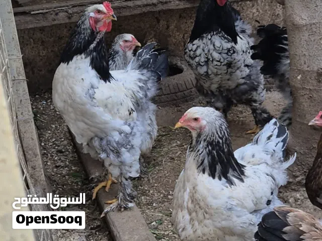 متاح دجاج براهما نخب اول