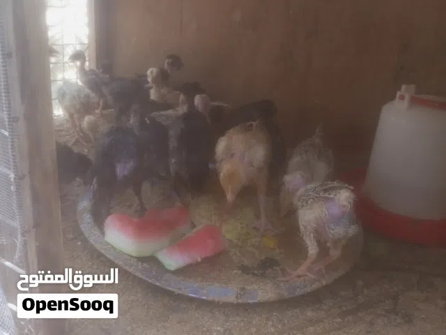كتاكيت للبيع عمر عشرين يوم ابو ركيبه الزوج ب3ونص والعاديات الزوج ب3 وافراخ عمر شهرين ونص الزوج ب7