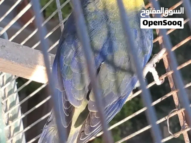 فحل فيشر باربلو منتج وطيرة خضرة