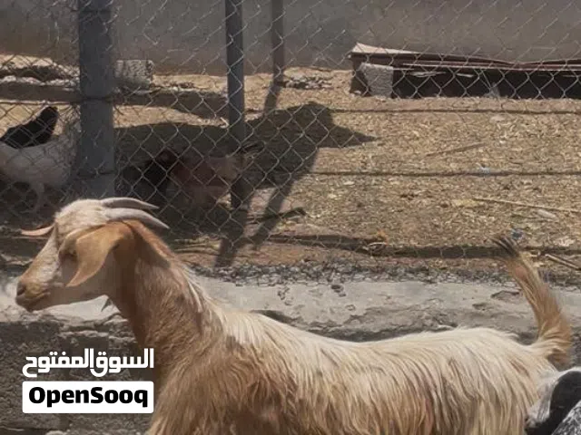 للبيع تيس محقوص فل سمنه ماشاءالله