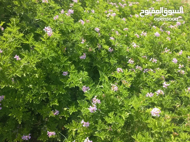 عطر ورق للبيع