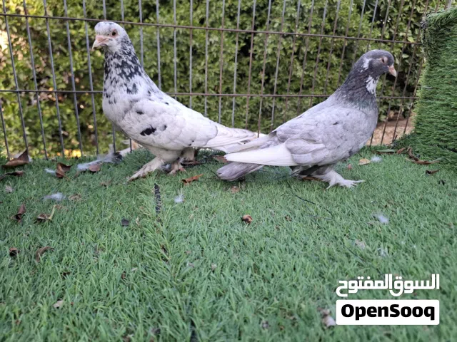 مكاوي رصاصي