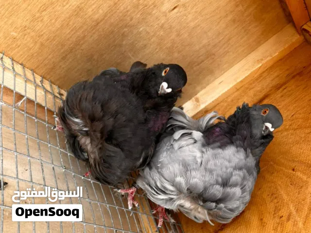 السلام عليكم طيور زينه خط اول قيم بما يرضي الله