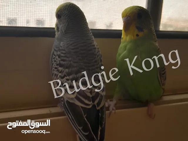 بادجي للبيع