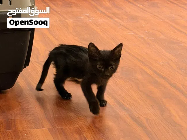 قط للتبني تم انقاذه جزاكم الله خير