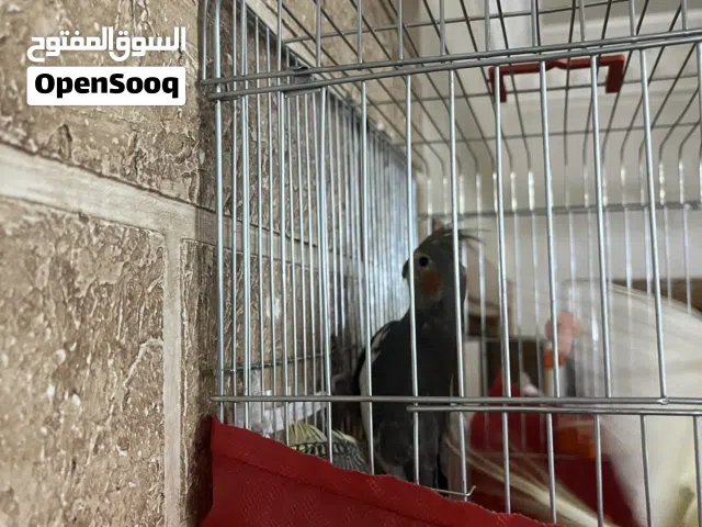 مخاليف كوكتيل عدد 3 ب30 دينار فقط