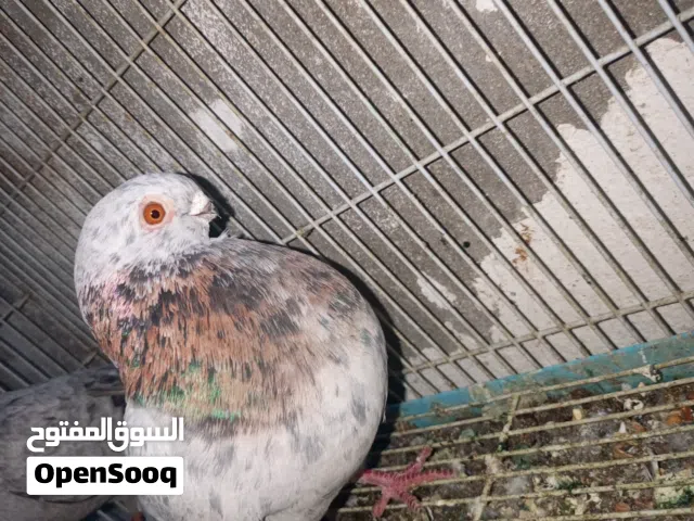 جواز حمام للبيع