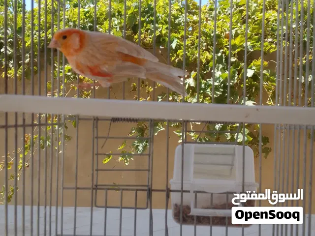 انثي اغات  خوصه 2025