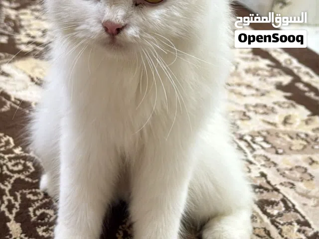 قطة شيرازية للتبني